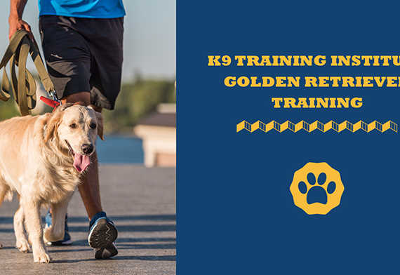 K9 Training institute golden retriever training