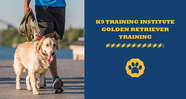 K9 Training institute golden retriever training