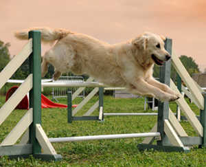 More About The Free K9 Training Institute Golden Retriever Training
