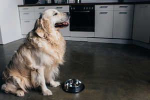 What Are The Causes Of Diarrhea In Golden Retrievers?