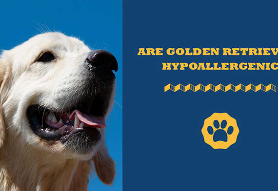 are golden retrievers hypoallergenic