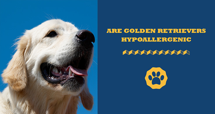 are golden retrievers hypoallergenic