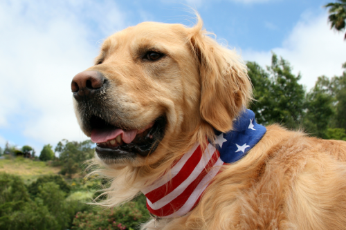 American Golden Retriever