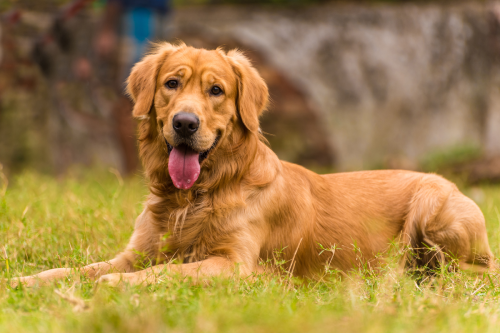 Canadian Golden Retriever