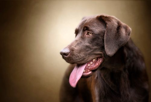 Dark Brown Golden Retriever