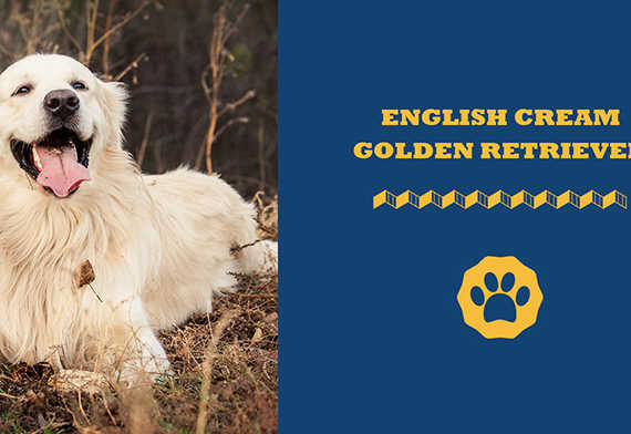 English cream golden retriever