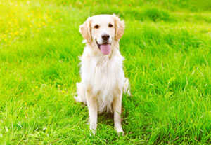 English cream golden retriever: Health