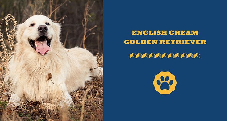 English cream golden retriever