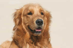 How To Identify A Full Breed Golden Retriever