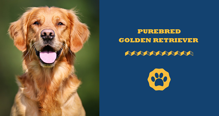 purebred golden retriever
