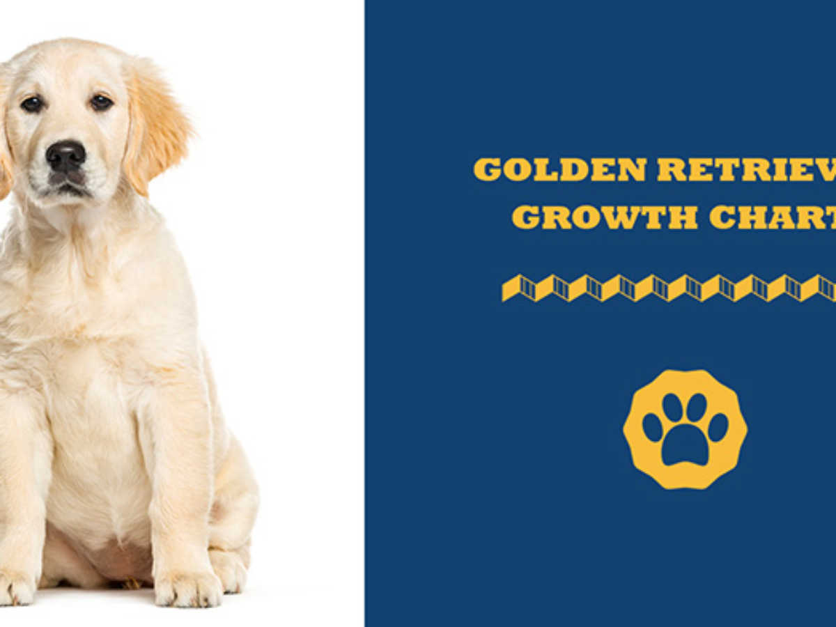 Golden Retriever Growth & Weight Chart - Puppy And Adult (2023)