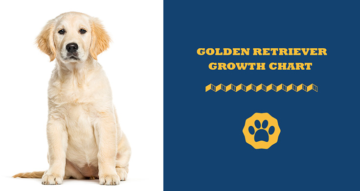 Golden Retriever Weight Chart – Growth Guide For 2022