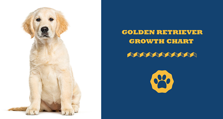 Golden Retriever Growth Chart