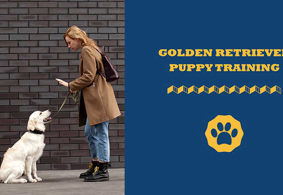 Golden Retriever Puppy Training