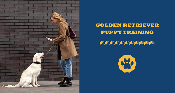 Golden Retriever Puppy Training