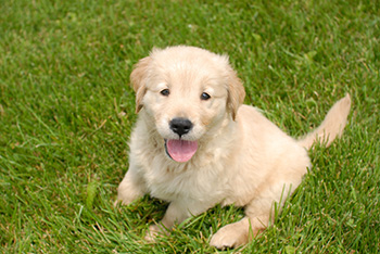 Puppy Growth Stages