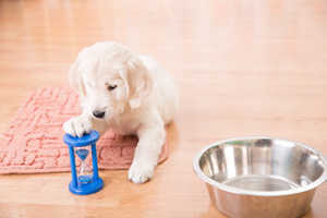 The Different Phases Of Golden Retriever Puppy Training
