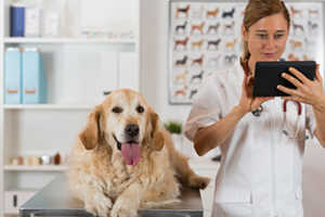 The Most Common Golden Retriever Health Issues