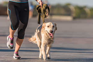 Things You Need To Go Running With A Golden Retriever