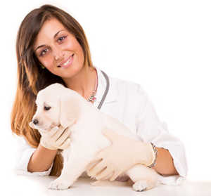 Treating Fleas In Puppies