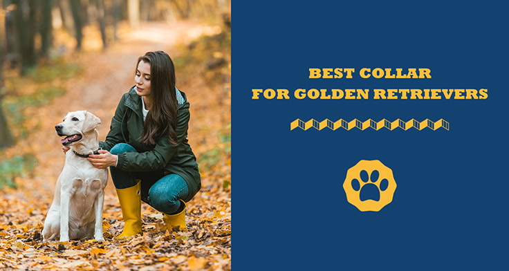 best collar for golden retrievers