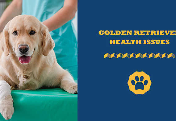 golden retriever health issues