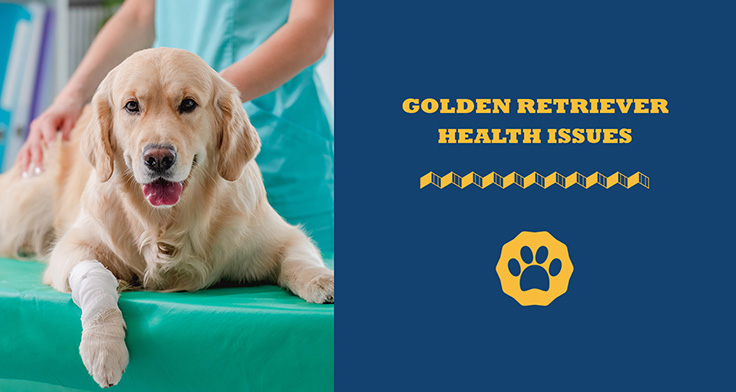 golden retriever health issues