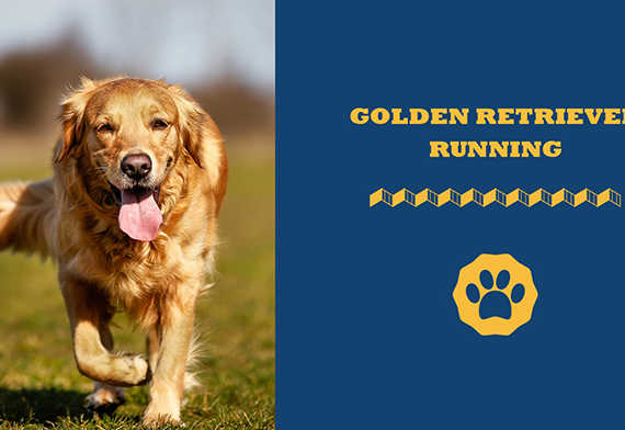 golden retriever running