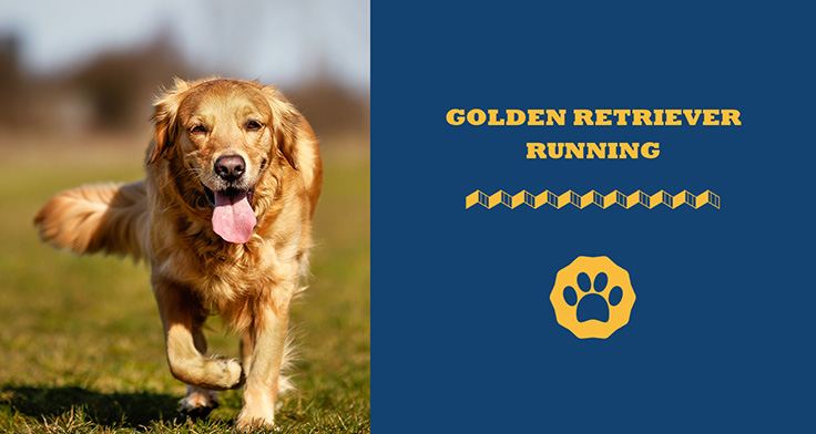 golden retriever running