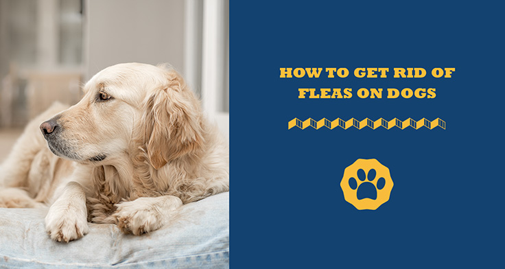 how to get rid of fleas on dogs