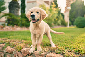 Golden Retriever Grooming Styles - Puppy Cut