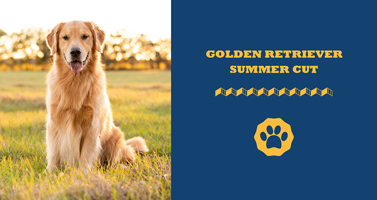 Golden Retriever Summer Cut