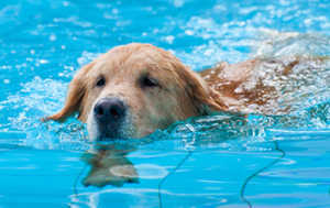 Keeping Your Golden Retriever Safe In The Summer