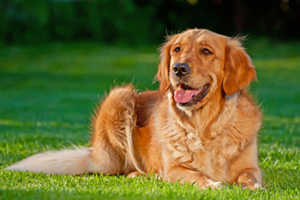 Key Differences Between Male And Female Golden Retriever
