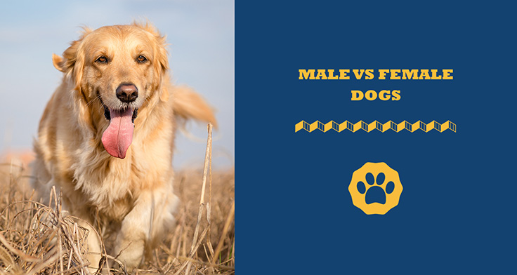 Male vs Female Golden Retriever Dogs