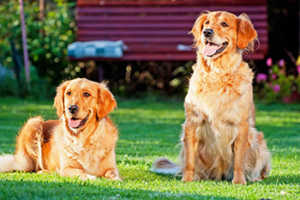 Male vs Female Golden Retriever: What Are The Differences?