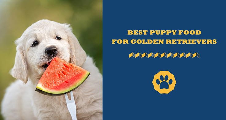 best puppy food for golden retrievers