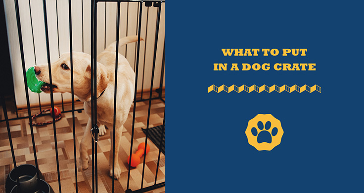 what to put in a dog crate