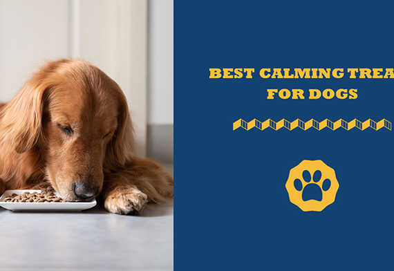 Best calming treats for dogs