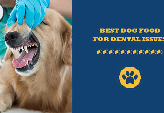 Best dog food for dental issues