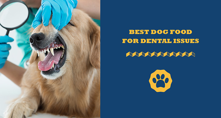 Best dog food for dental issues