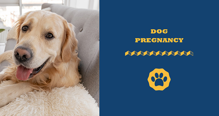 Dog Pregnancy