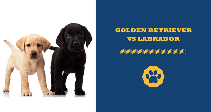 Golden Retriever vs Labrador