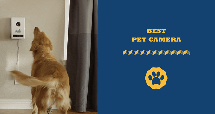 best pet camera