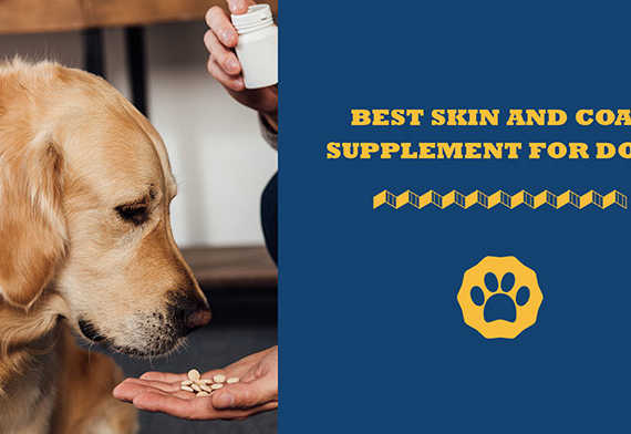 best skin and coat supplement for dogs