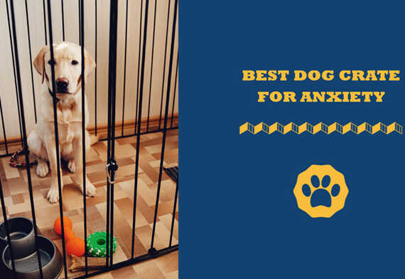 Best Dog Crate For Anxiety