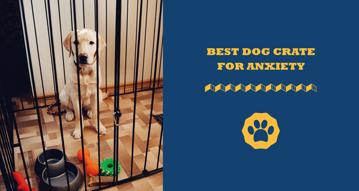 Best Dog Crate For Anxiety