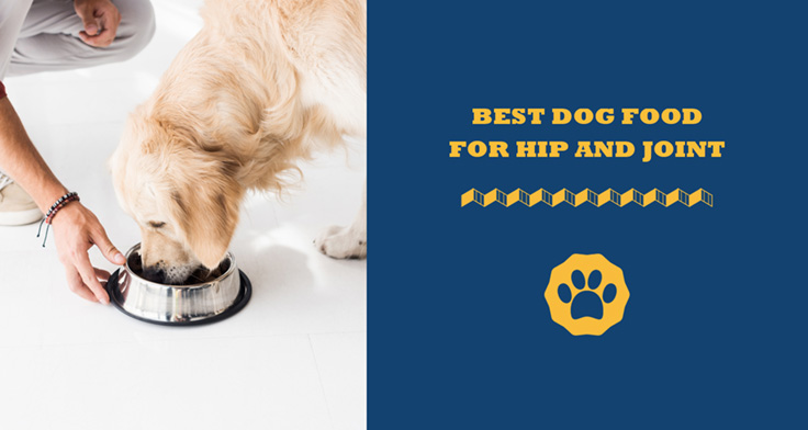 Choosing The Best Dog Food For Hip And Joint Care