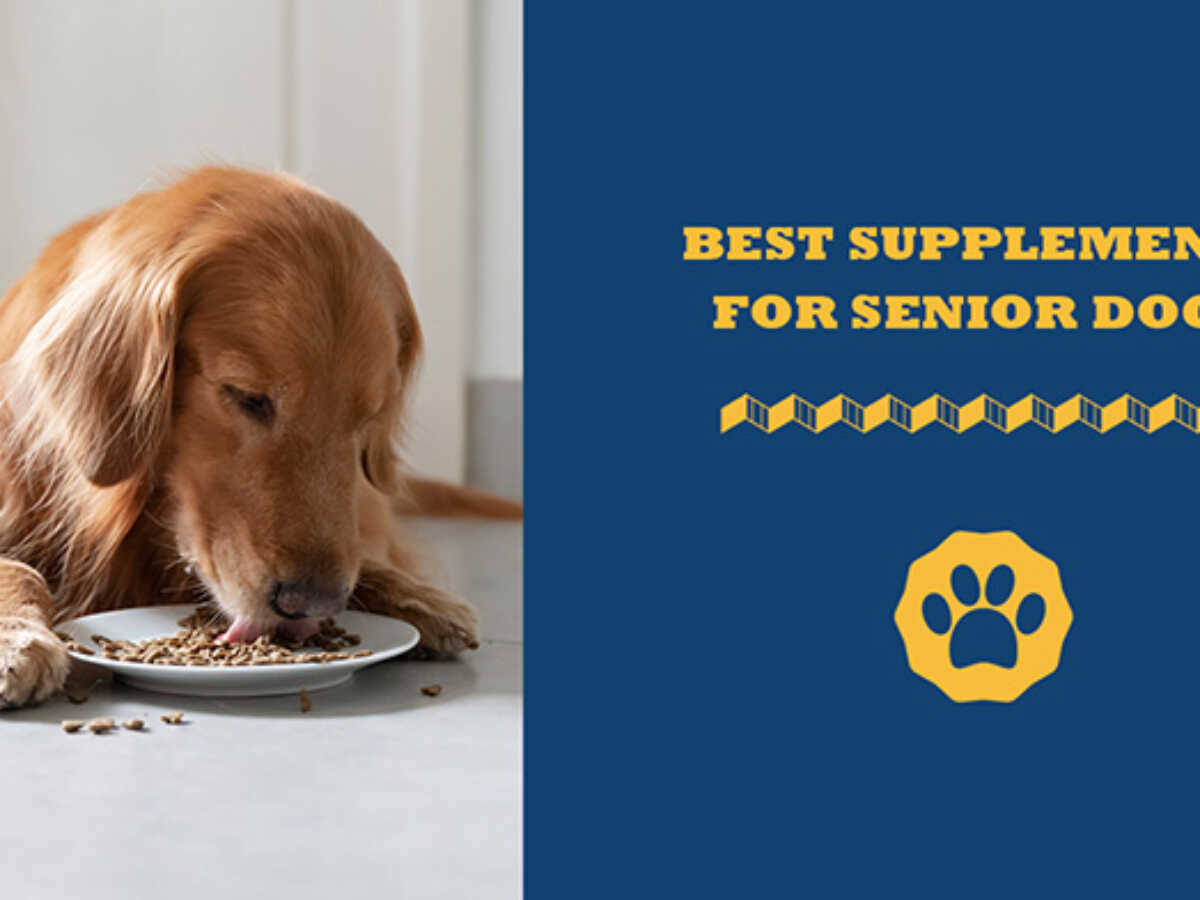 What Is Best Dog Food For Senior Dogs what-is-best-dog-food-for-senior-dogs