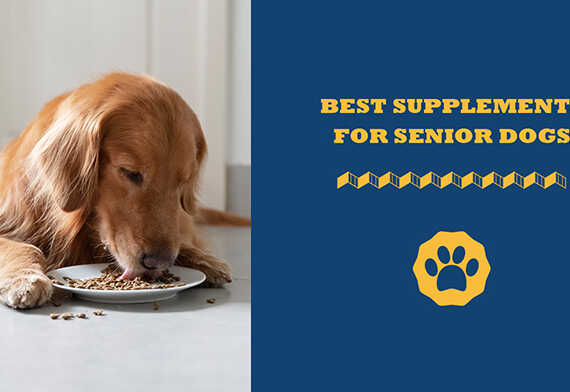 Best Supplements For Senior Dogs